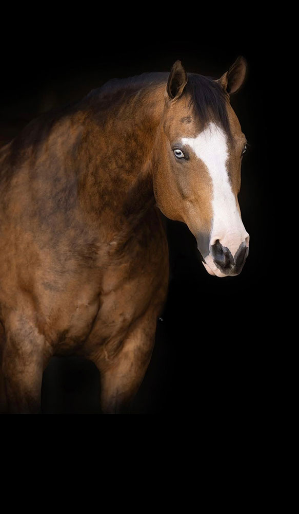 NRHA Celebrates Gunna Be Custom as Newest Million Dollar Dam