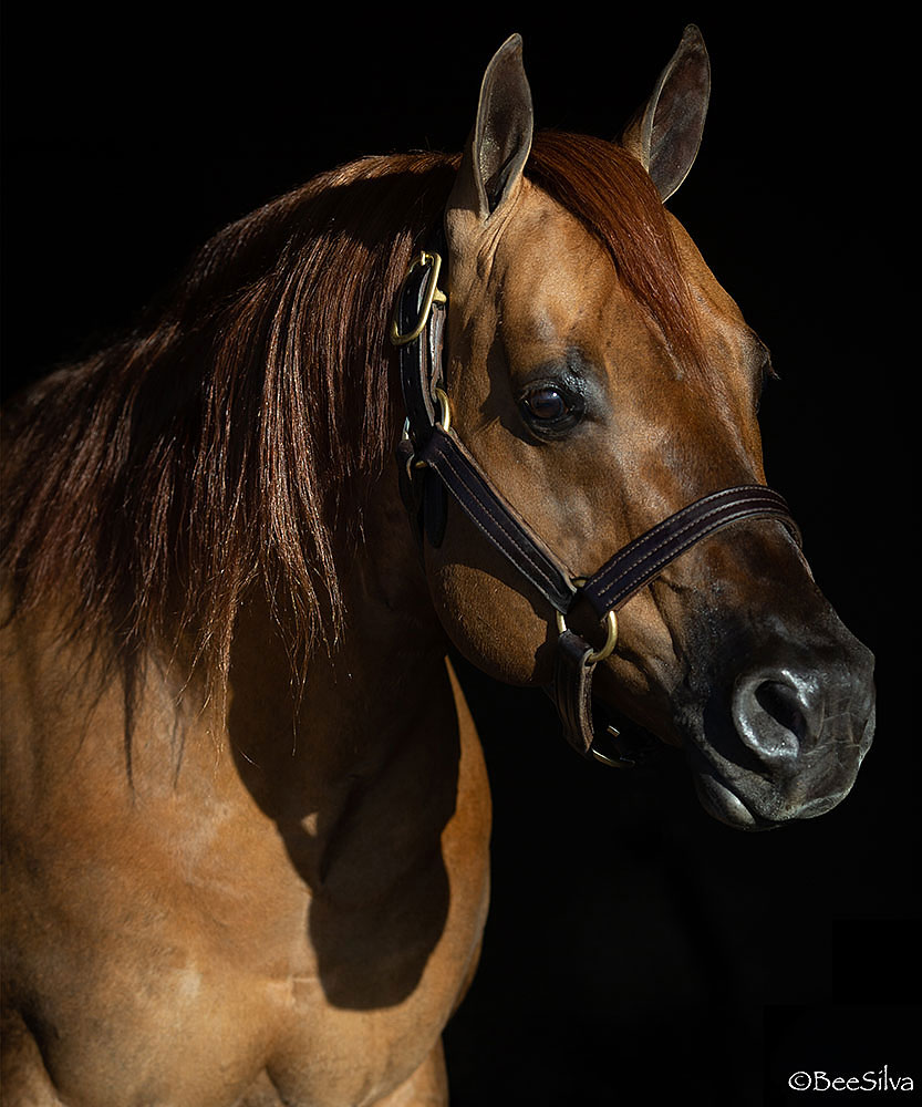 SG Frozen Enterprize Freezes His Place in History as NRHA’s Newest $4 Million Sire