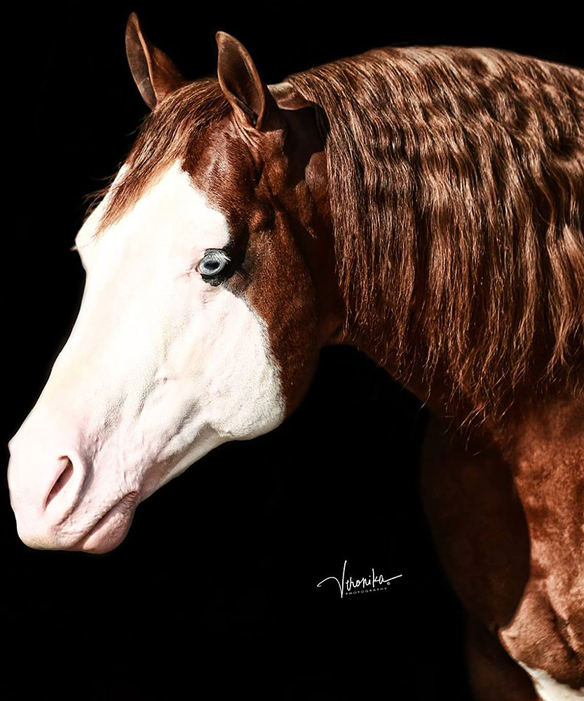 Colonels Shining Gun $4 Million Sire