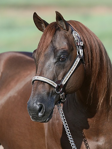Brown horse with a bridle in a natural setting