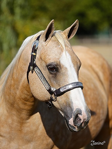 Light-colored horse with a bridle outdoors