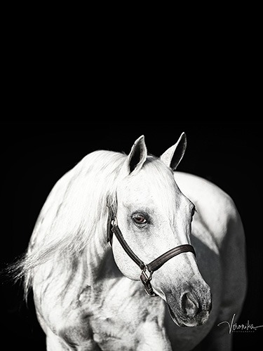 Close-up of a white horse with a black background