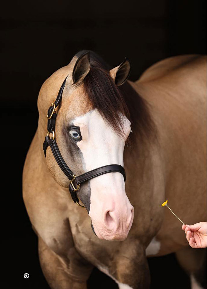 Gunner Dun It Again Joins Prestigious NRHA Million Dollar Sire Club