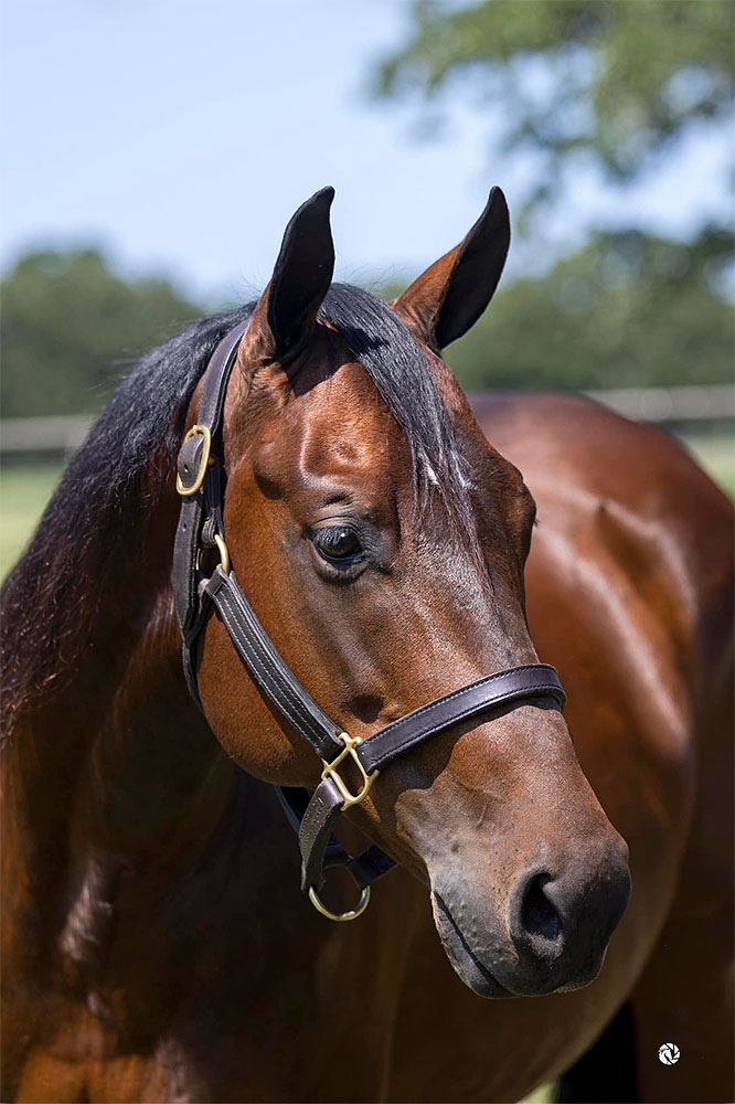 Stop Little Sister Becomes NRHA’s Newest Million Dollar Dam