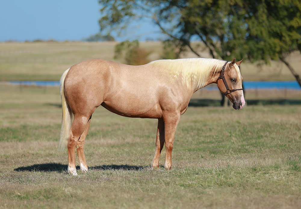 Unprecedented Circumstances set Tone for NRHA Markel Futurity Sale