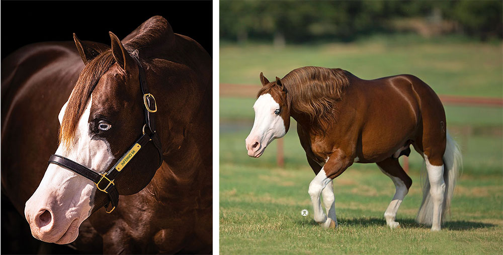 Inferno Sixty Six and Colonels Shining Gun Surpass $5 Million in NRHA Progeny Earnings