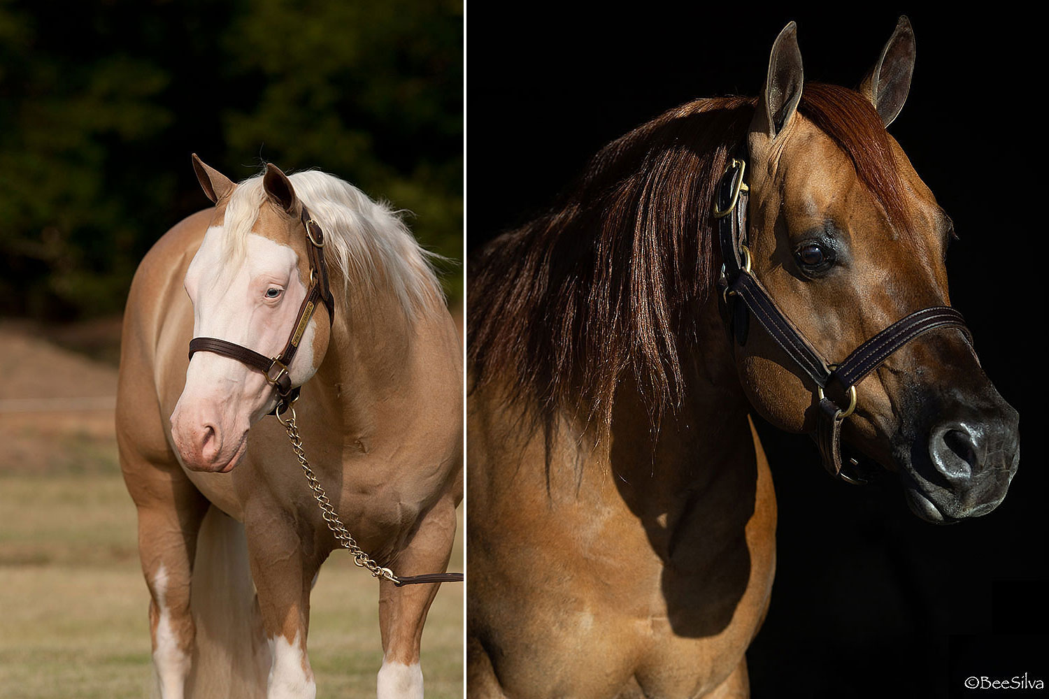 Two Industry Greats Reach a Historic Milestone as Pale Face Dunnit and SG Frozen Enterprize Become NRHA $5 Million Sires