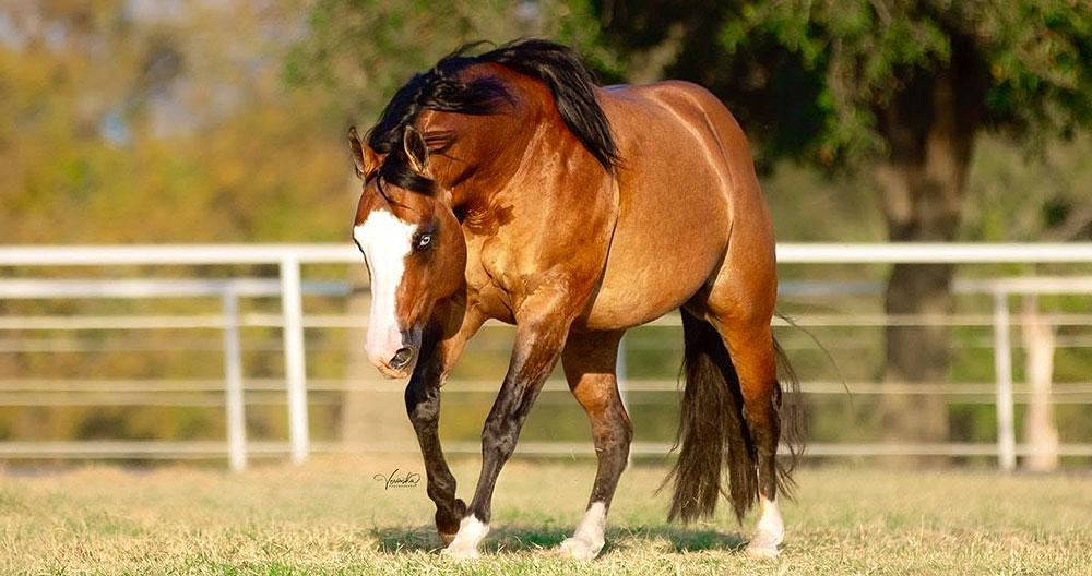 Guns R For Shootin Hits the Mark as NRHA Million Dollar Sire
