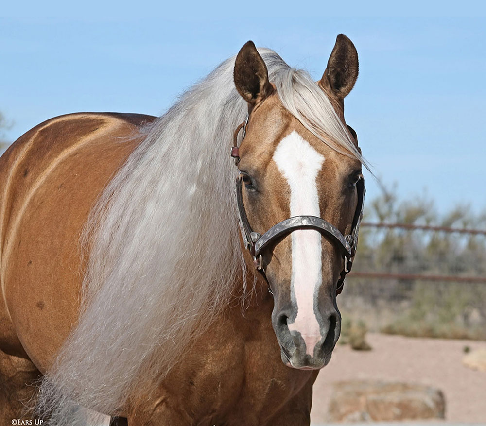 Platinum Vintage Strikes Gold as NRHA Million Dollar Sire - News article thumbnail