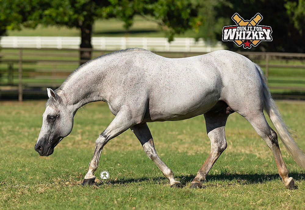 Dun It For Whizkey Distills a Million-Dollar Legacy as NRHA Million Dollar Sire