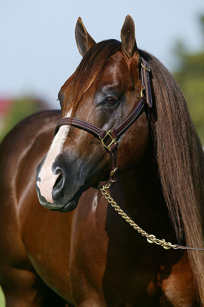 Magnum Chic Dream Becomes NRHA’s Newest $15 Million Sire - News article thumbnail