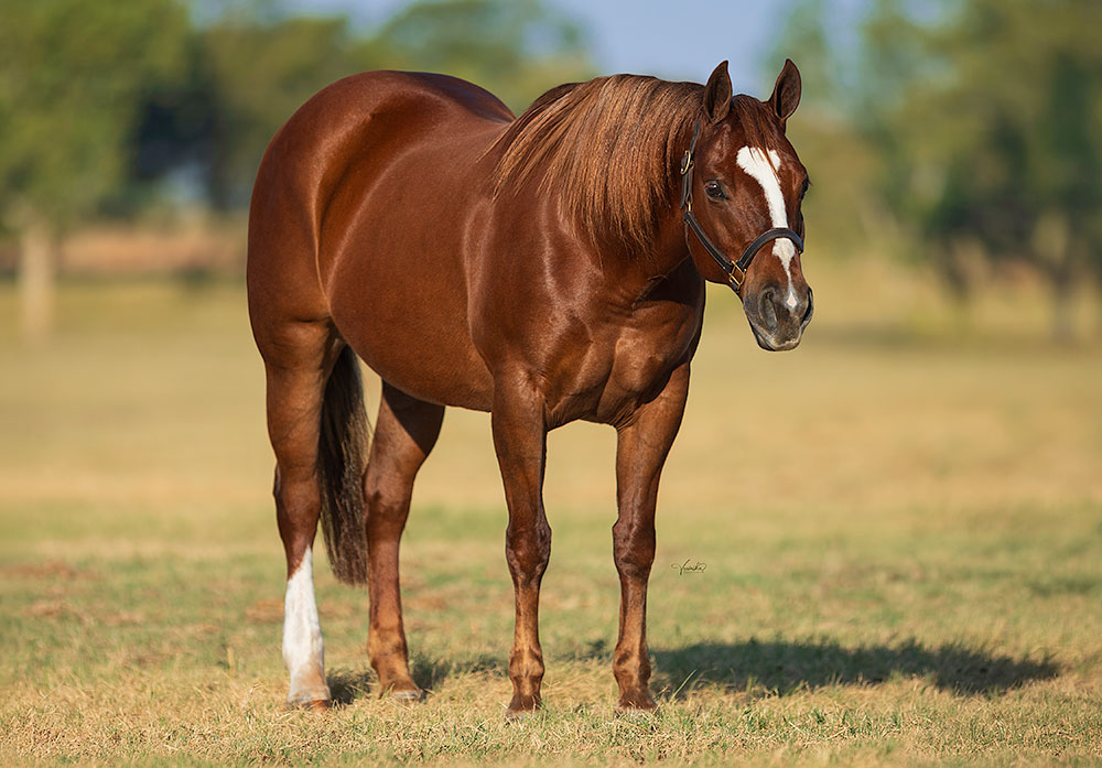 Electric Cha Ching Joins Elite Ranks as NRHA Million Dollar Dam
