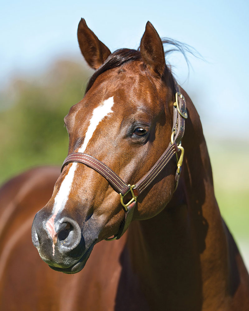 Redhot Walla Joins NRHA Million Dollar Dam Ranks