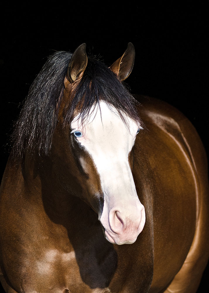 Spooks Gotta Whiz Becomes NRHA’s Newest $15 Million Sire - News article thumbnail