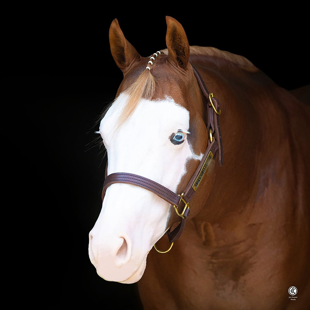 Americasnexttopgun Becomes NRHA Million Dollar Sire - News article thumbnail