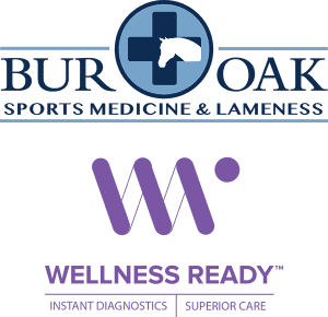 Bur Oak