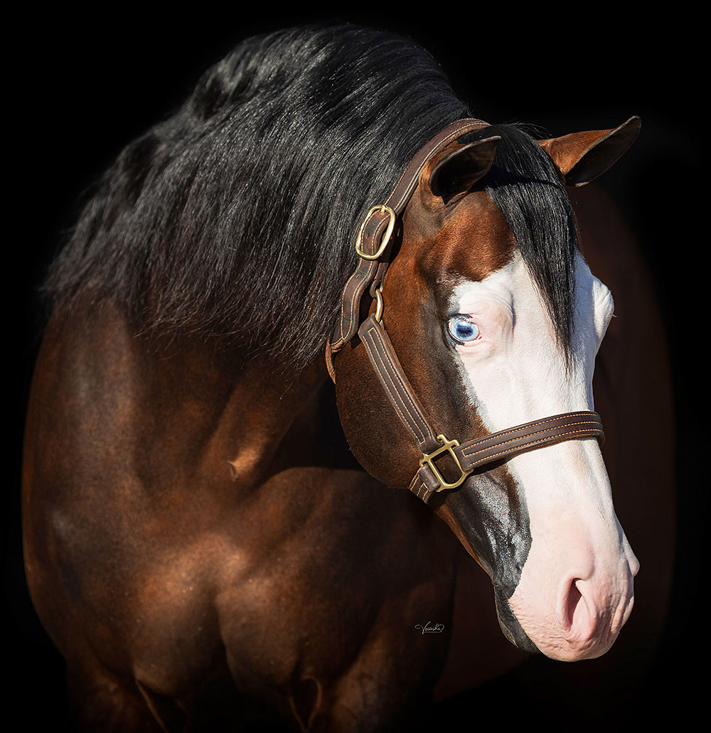 Tricked Out Spook Joins NRHA Million Dollar Sire Ranks - News article thumbnail